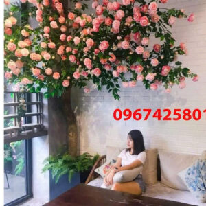 Cây Hoa Hồng- Mẫu 006